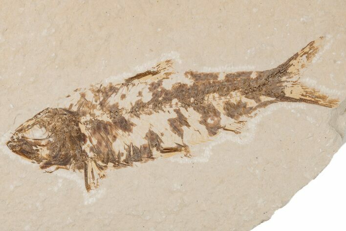 Detailed Fossil Fish (Knightia) - Wyoming #204479